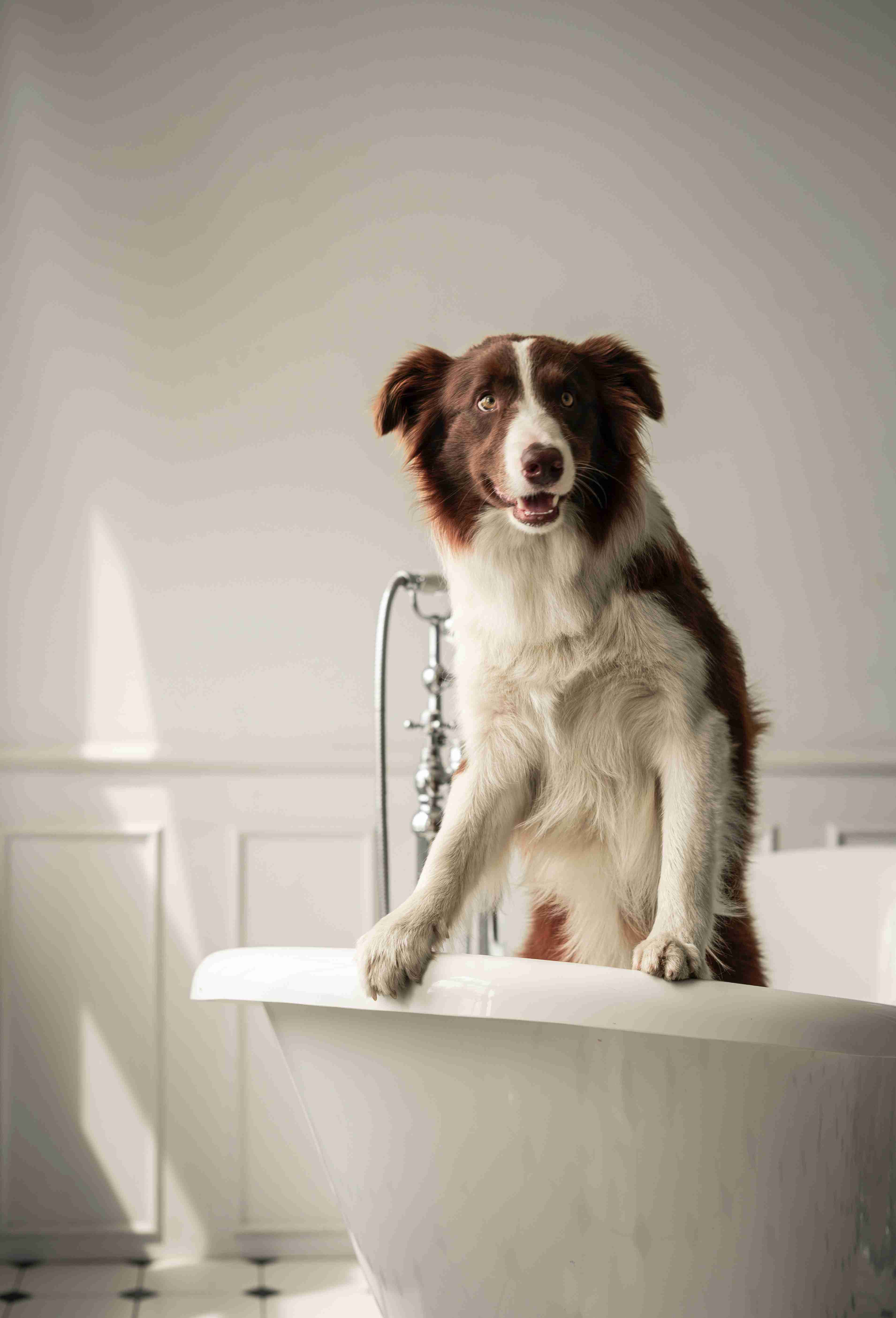Border Collie Health: Top 5 Common Health Issues Every Owner Should Know